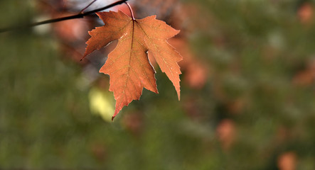 Obraz premium Fall Leaf Oak Glen California 2 Lennox Foster