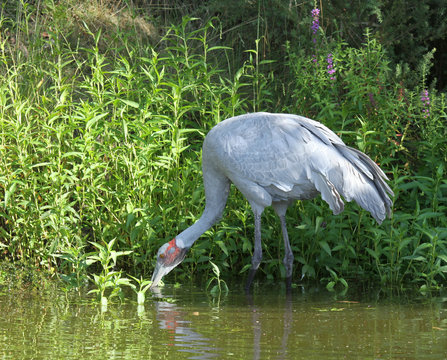 grue brolga