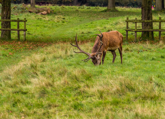 Male stag deer resting during the rutting season at Tatton Park, Knutsford, Cheshire, UK