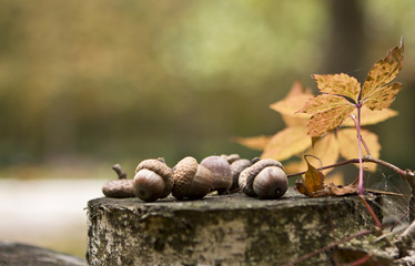 acorns