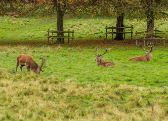 Male stag deer resting during the rutting season at Tatton Park, Knutsford, Cheshire, UK