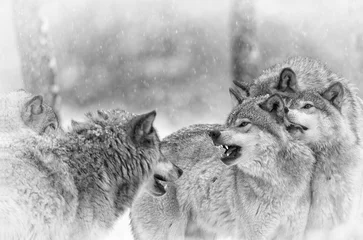 Gardinen Wolfsrudel-Bindung © bmaynard