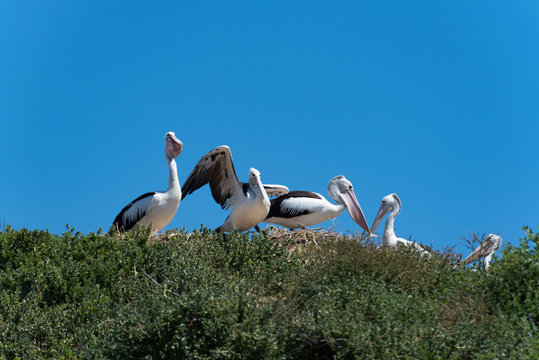 Pelikane im Nest