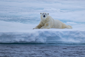 Polar Bear in the Ice Flows North of Svalbard, Norway