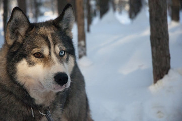 Pack of haski sibiry dogs sledding on the cold uce in the winderland of lapland Finland