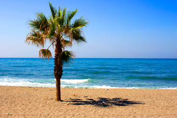 Palm tree. Palm tree in the beach. Costa del Sol, Andalusia, Spain.
