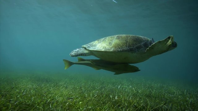 Swiming with sea turtle. Following turtle underwater with remora sucker fish in sun light 