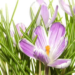 Fototapeta na wymiar Spring crocus flowers