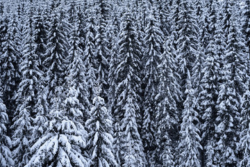 Winter background with snow covered fir trees.