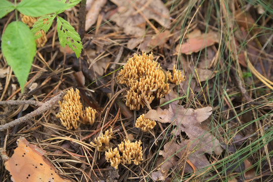 Ramaria formosa a very protected species of rare mushroom forest fleece
