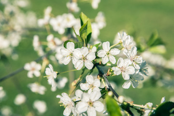Beautiful apple flower in early spring. Amazing backgraund photo. Elegant Fade effect.  Vintage filter effect.