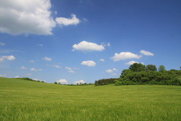 Obraz premium field and sky