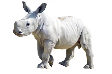 Papier Peint photo Rhinocéros Petit rhinocéros sur fond blanc dans un parc animalier en France