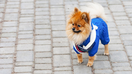 The cute German spitz dog in the blue sweater walking on the street.