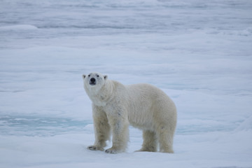 Naklejka na ściany i meble Polar Bear on Ice Flows, north of Svalbard, Norway