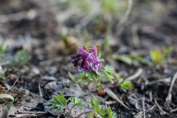 One flower of Corydalis in the spring in the forest.