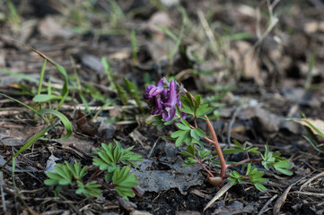 One flower of Corydalis in the spring in the forest.