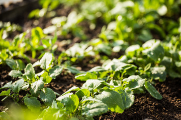 Green radish grows in a hole. Radish plants closeup.  Gardening in Latvia.