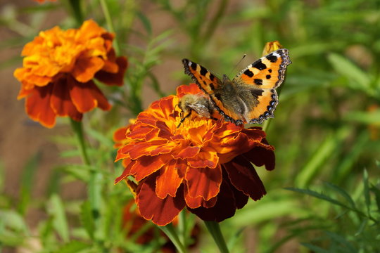 marigold lilacs sitting butterfly and bee collects nectar green blurred background