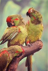 Pair of colorful beautiful parrots making contact
