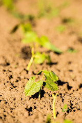 Bean plant in ground. Spring garden plants. Green life. Gardening in Latvia. Diagonals composition.