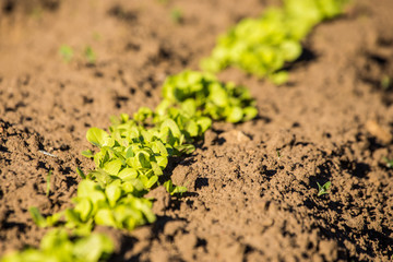 Spring garden plants. Green life. Gardening in Latvia. Diagonals composition.
