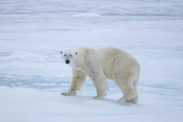 Obraz na płótnie Canvas polar bear on ice flow, north of Svalbard, Norway