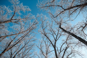 Winter background. Frozen tree on a blue sky background photographed from bottom up.