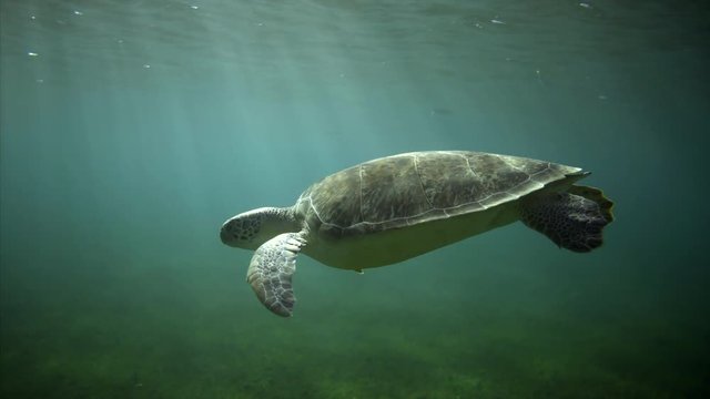 Swiming with sea turtle. Following turtle underwater in sun light , turtle coming up for air