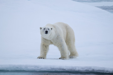 Naklejka na ściany i meble Polar Bear on ice flows north of Svalbard, Norway