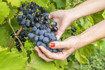 Ripe grapes in woman's hands