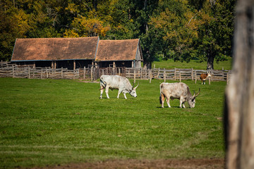 Famous Hungarian grey cattles