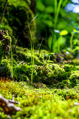 Blade of grass detail