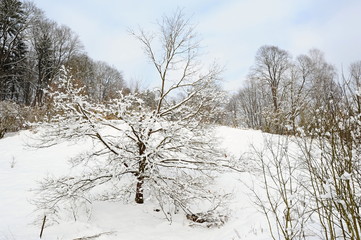 Winter landscape of Bohemian Switzerland