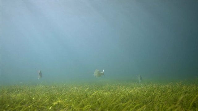  Following fish underwater in sun light , fishes swiming and eating sea grass