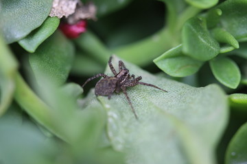 araña