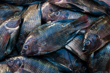  Delicious and fresh two banded sea bream  stacked in Alvarado, Veracruz