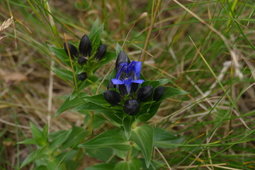 Enzian im russischen Kaukasus