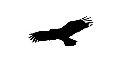 Eagle Silhouette