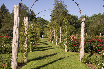 Naklejka premium Elizabeth Park Nineteen - Rose Arches