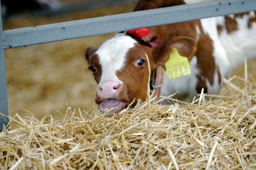 Dairy cow in a farm cowshed