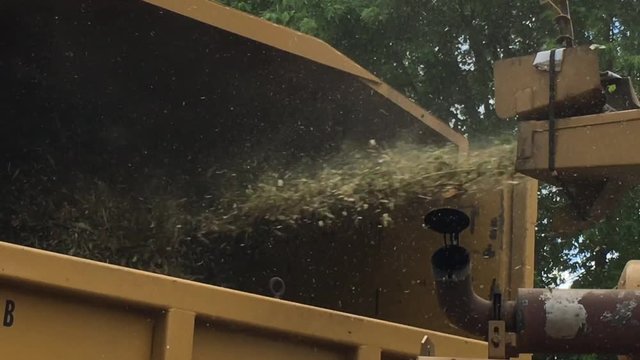 Wood blows into truck after chipper grinds up tree branches and stumps put in by city workers. 