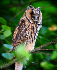 owlet of long eared owl