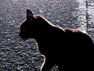 gato negro © Jose Muñoz  Carrasco