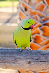 Fototapeta na wymiar Green ring-necked parrot on the Canary Island of Fuerteventura, Spain.