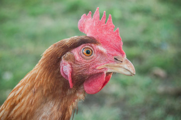 poulet dans un élevage en plein air