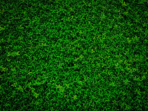 green leaves natural wall.