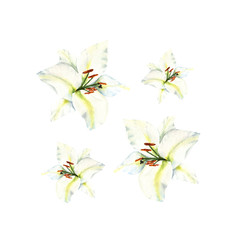 Watercolor flower of white lily, bright floral elements isolated on white