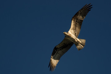 Osprey