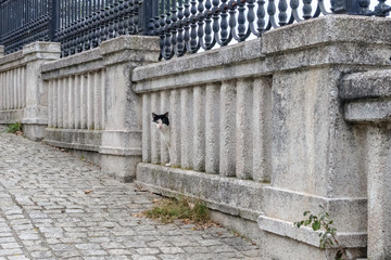 Fototapeta na wymiar cat on the fence